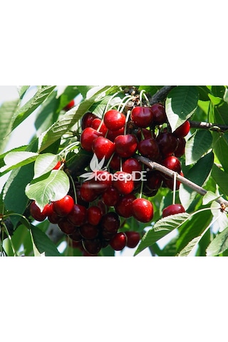 Kiraz North Wonder Fidanı