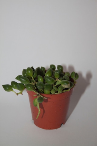 Tesbih Çiçeği Sukulent Senecio Tekli 5.5 Cm Saksıda