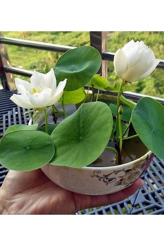 5 Adet Tohum Nadir Beyaz Kutsal Kase Lotus Çiçeği Tohumu Kalite
