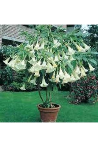 5 Adet Tohum Angel Trumpet Çiçeği Tohum Melek Borazanı Çiçeği Tohum Tohum Saksı Toprak Hediyeli