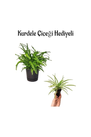 Öğretmenler Günü Hediyeli Aşk Merdiveni Bitkisi Kurdele Çiçeği Hediyeli Salon Bitkisi