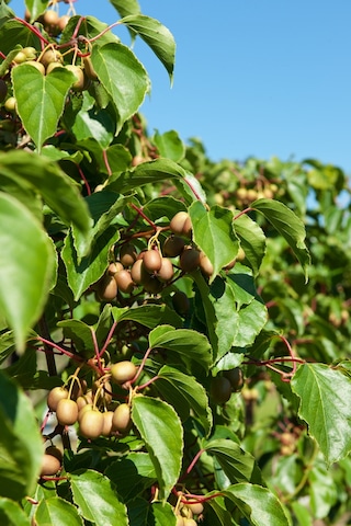 Mini Kivi Fidanı 3 Adet - Kens Red