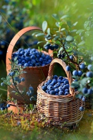 Bahçev2 Yaşında Tüplü Yaban Mersini Fidanı