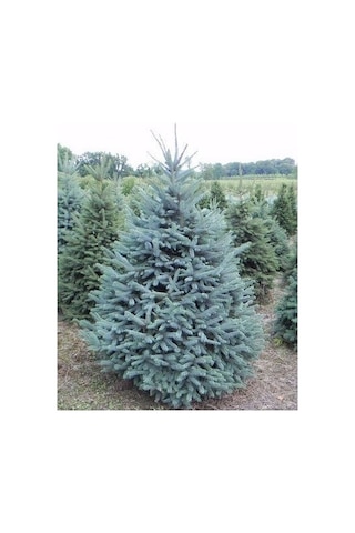 Mavi Ladin Picea Pungens Glauca 40 -60 Cm
