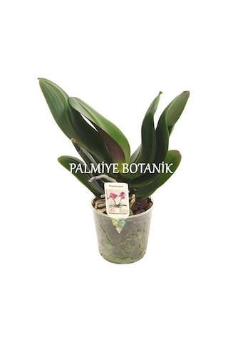 Çiçeksiz Orkide Fidesi (12 Cm Saksıda) Çiçeksiz Orkide Fidesi (12 Cm Saksıda)
