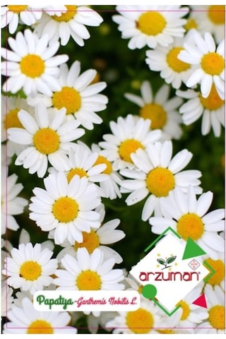 Arzuman Süs Bitki Papatya Çiçek Tohumu