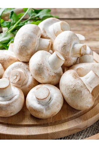 Kültür Mantarı Deneme Kiti Deneme Kompostu 1 Adet