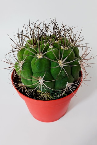 Gymnocalycium Marquezii Muhteşem Formda Büyük Boy Kaktüs