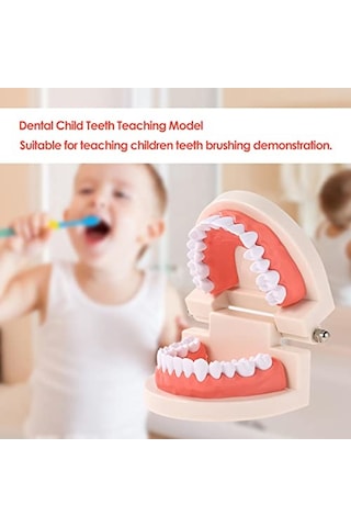 Diş Modeli Diş Çocuk Diş Öğretim Modeli Yetişkin Diş Diş Etleri Okuyan Çocuklar Için Standart Gösteri Aracı