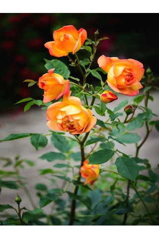 Videolu Turuncu Sarmaşık Gül 25 35 Cm Tüplü Aşılı Gül Orange Rose