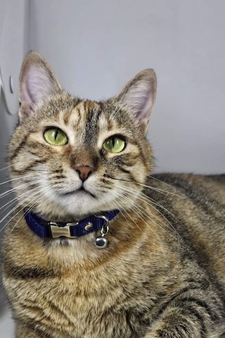Ayarlanabilir - Sesli Zilli- Lacivert Kedi Tasması 12 Farklı Renk Seçeneği -kedi Boyun Tasması