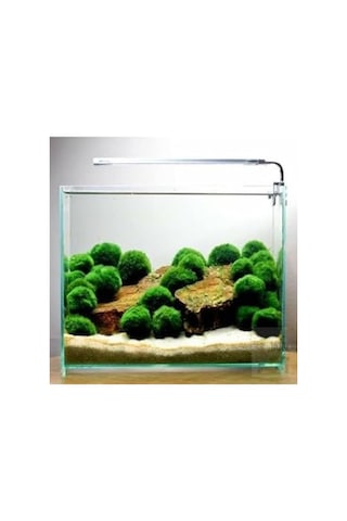 Canlı Bitki Marimo Moss Ball, Dekoratif Ve Doğal Bitki Seçeneği 41bordocipsobeyaz