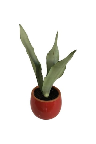 Dekoratif Toprak Saksıda Sansevieria Moonlight Sanseverya 35cm