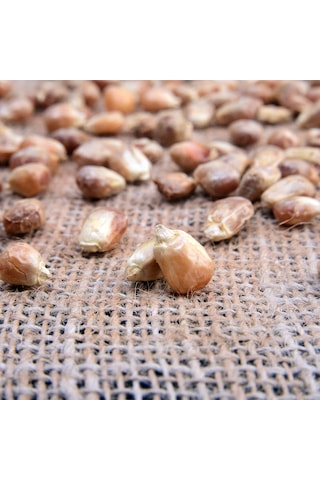 Zeki Özgür Gavurga Mısırı 1 KG