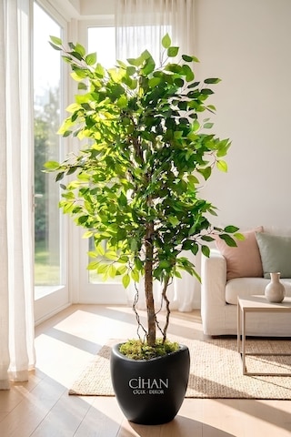Premium Yapay Yeşil Benjamin Ağacı 150 Cm - 32 28.5 Plastik Lale Saksılı Beyaz