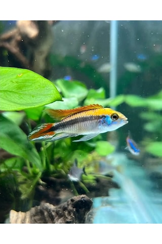 Shark Akvaryum Aydinlatma 4 Sira Osram Marka Ledli 566770147