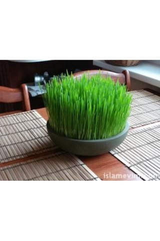 1000 Adet Tohum Buğday Çimi Tohumu