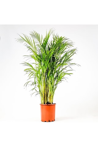 Areka Palmiyesi 170-180 Cm - Salon Ofis Bitkisi 6343