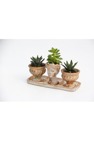 Trio Helen Orange Sukulent Seti - Haworthia Pumila. Echeveria