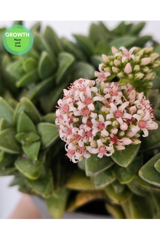 Crassus Springtime Multi Form 1 Adet