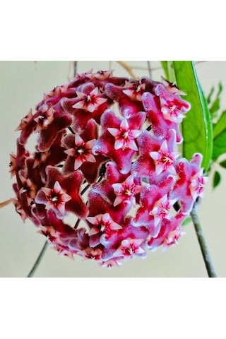 Hoya Pubicalyx 120-150 Cm Kokulu Mum Çiçeği Bitkisi