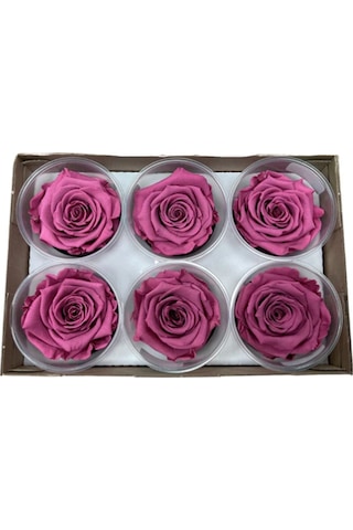 Rose Amor VİO-02 MENEKŞE RENGİ şoklanmış solmaz gül XL 1 KUTU (6
