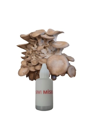 İstiridye Kavak Mantarı Sıvı Miseli Mantar Miseli Tohumu 30cc