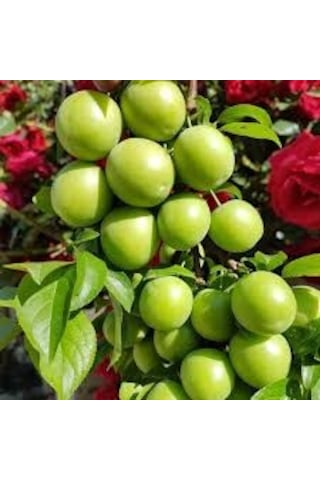 5 Li Açık Kök Yaz Meyvesi Fidanı Paketi