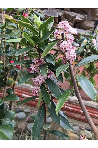 Kafkas Gülü Daphne Kokulu 20-35 Cm Tüplü