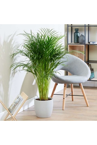 Areka Palmiyesi 80-100cm