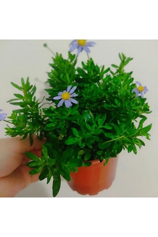 Felisya Çiçeği - Mavı Papatya 25-35cm Saksılı Çok Köklü