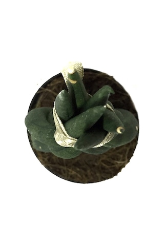 Sansevieria Gevlochten (Paşa Kılıcı) Ø5,5 CM Y10-15 CM