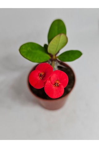 Euphorbia Milii Kırmızı Çiçek Açan Kaktüs 5,5cm Saksılı-9093147202025