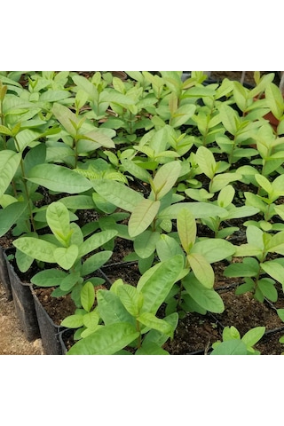 Bodur Pembe Guava Fidanı. Saksıda