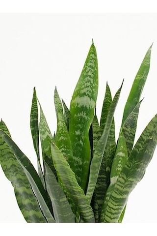 Serada Decor Plant Yeşil Kılıç Çiçeği Bol Köklü 40-60 Cm İç Mekan Bitkisi Hava Temizleyen Bitki