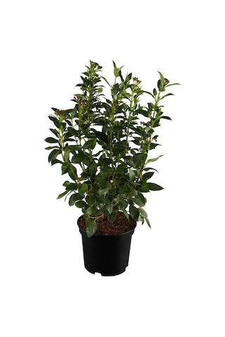 Viburnum Kartopu Fidanı+defne Fidanı+çalı Şimişiri 3'lü Bahçe Peyzaj Seti