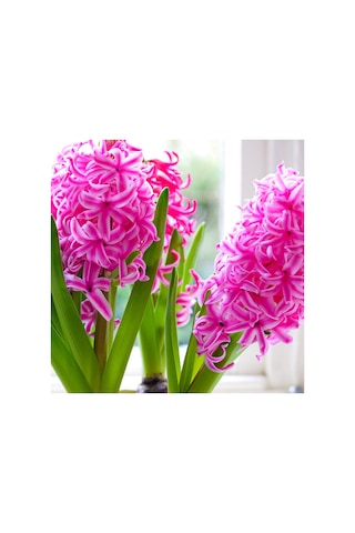 Pink Sweetheart Pembe Sümbül Soğanı3 Adet