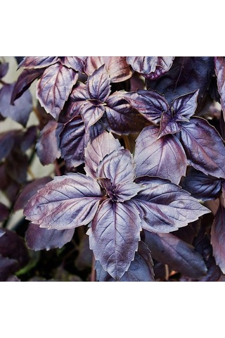 Bykurt Sunagri Mor Reyhan Tohumu - Aromatik Mor Renkli Bahçeler İçin Çekici Ve Lezzetli Mor Reyhan Tohumu