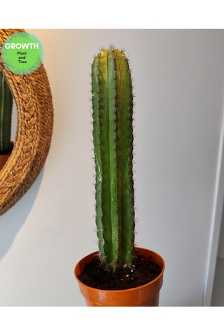 Polaskia Chiphice Columnar Kaktüs 1 Adet