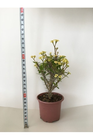 Videolu Milli Dikenler Tacı Küçük Çiçekli Sarı Renkli 15 40 Cm Saksılı Kaktüs Euphorbia