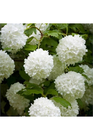 Çınar Kartopu Çiçeği Viburnum Opulus