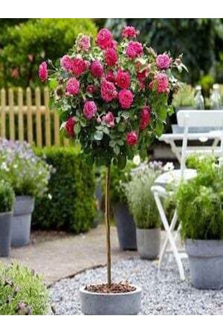 Avantajlı Baston Gül Yoğun Kokulu Pembe Renkli 40 60 Cm 1 Adet Aşılı Gül Walking Stick Rose