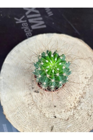 Echinopsis Eyriesii Kaktüs