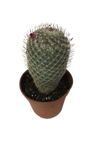 Çiçek Açan Kaktüs Mammillaria 8,5 Cm'lik Saksıda