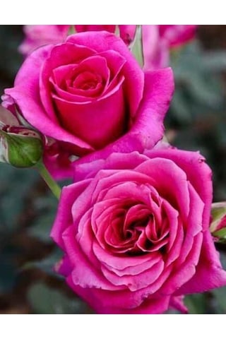 Tüplü Aşılı Lolly Koyu Pembe Kokulu Yediveren Gül Fidanı
