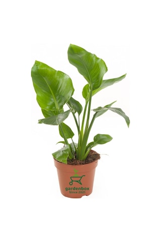 Starliçe Cennet Çiçeği 1 Adet Saksılı Mini Boy 15-30cm Strelitzia