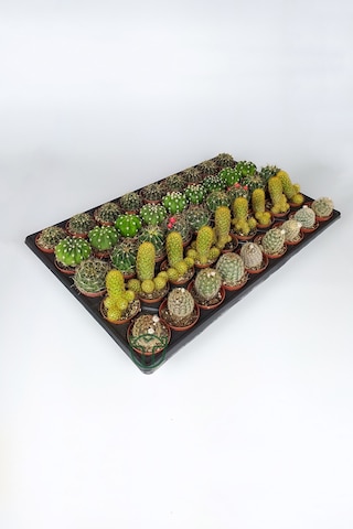 45 Adet Özel Tür Kaktüs 9 Arlı Set #2 Toptan 5.5 Cm Saksıda