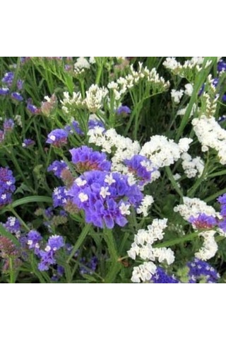 Deniz Lavantası Çiçeği Tohumu[10 Adet Tohum]