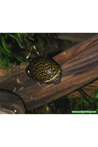 Nerite Salyangoz Tiger 1 Adet 1-3 Cm