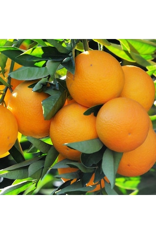 Tüplü Aşılı Sofralık Aromatik Rize Portakalı Fidanı